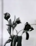 Flores by Tuca Reinés, Foto pb sobre papel, offered Sep 2020
