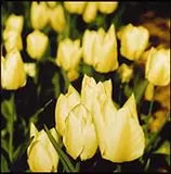Tulipas Amarelas by Beto Riginik, 2004, Foto cor sobre papel, offered Sep 2020