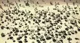 Jean Lecocq, Guarda Sóis, Foto pb (vintage) em gelatina e prata sobre papel