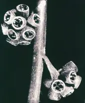 Eucalipto by Marcelo Lerner, 1994, Foto pb (platinotipia) sobre papel, offered Sep 2020