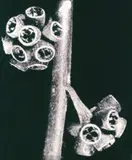 Marcelo Lerner, Eucalipto, 1994, Foto pb (platinotipia) sobre papel