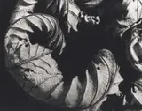 Marcelo Lerner, Embaúba, 1998, Foto pb (platinotipia) sobre papel