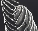Marcelo Lerner, Mandacaru, 1999, Foto pb (platinotipia) sobre papel