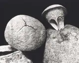 Marcelo Lerner, Sapucaia