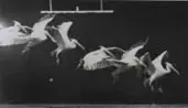Étienne-Jules Marey, Pélican Au Vol 5 Images Á La Saconde, Foto pb em gelatina e prata sobre papel
