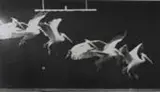 Étienne-Jules Marey, Pélican Au Vol 5 Images Á La Saconde, Foto pb em gelatina e prata sobre papel