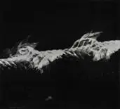 Étienne-Jules Marey, Oiseau Au Vol, 1887, Foto pb em gelatina e prata sobre papel