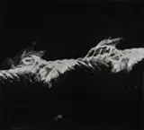 Étienne-Jules Marey, Oiseau Au Vol, 1887, Foto pb em gelatina e prata sobre papel
