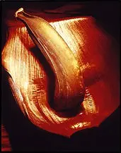 Benedito Fruto by Rafael Costa, 2002, Foto cor sobre papel, offered Sep 2020