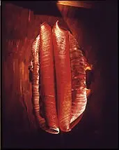 Benedito Fruto by Rafael Costa, 2002, Foto cor sobre papel, offered Sep 2020