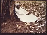 Clementina De Jesus by Walter Firmo, 1976, Foto cor sobre papel, offered Sep 2020