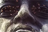 Caio Guatelli, Abelhas, 1999, Foto em cores sobre papel