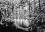 Clyde Butcher, Loxahatchee River #1