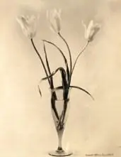 Laure Albin Guillot, Étude De Fleurs, Fotogravura sobre papel