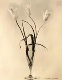 Laure Albin Guillot, Étude De Fleurs, Fotogravura sobre papel