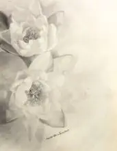 Laure Albin Guillot, Étude De Fleurs, Fotogravura sobre papel