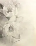 Laure Albin Guillot, Étude De Fleurs, Fotogravura sobre papel