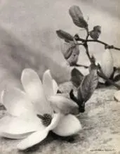 Laure Albin Guillot, Étude De Fleurs, Fotogravura sobre papel