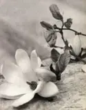Laure Albin Guillot, Étude De Fleurs, Fotogravura sobre papel