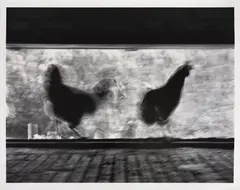 Galinhas by German Lorca, fotografia, offered Sep 2020