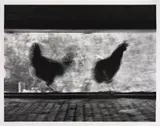 German Lorca, Galinhas, fotografia