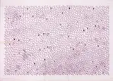 León Ferrari, Destinos, 2007, heliogravura