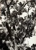 Sítio Burle Marx by Alair Gomes, fotografia, offered Jun 2020