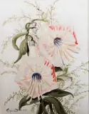 Georgina de Albuquerque, Flores