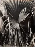 Sítio Burle Marx by Alair Gomes, fotografia, offered May 2020