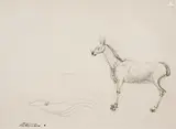 Candido Portinari, Cavalo