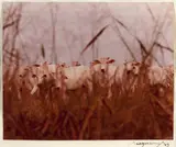 Gado by Araquém Alcântara, 1983, fotografia, offered Mar 2020