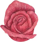 Paulo Von Poser, Rosa, 2004, óleo sobre tela colado em madeira