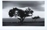 Trancoso - Bahia by Araquém Alcântara, fotografia, offered Oct 2019