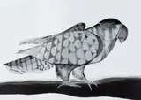 Papagaio by Aldemir Martins, bico de pena aguada sobre papel, offered Aug 2019