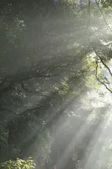 Série Parque do Ibirapuera by Val Júnior, fotografia, offered Jun 2019