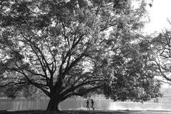 Série Parque do Ibirapuera by Val Júnior, fotografia, offered Jun 2019