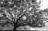 Val Júnior, Série Parque do Ibirapuera, fotografia