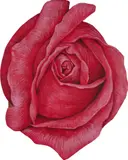 Paulo Von Poser, Rosa, 2002, óleo sobre tela colado em madeira