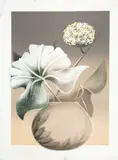 S. Matta, Vaso de Flor, 1982, litogravura sobre papel