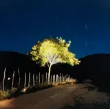 Renan Cepeda, Sem Título, fotografia