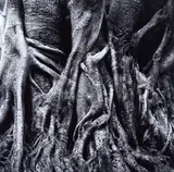 Entranhas - Médio by Luiz Tripolli, fotografia p&b, offered Apr 2018