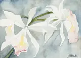 Flores by Adriana Banfi Passarelli, aquarela sobre papel, offered Apr 2018