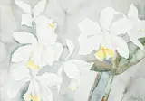 Flores by Adriana Banfi Passarelli, aquarela sobre papel, offered Apr 2018