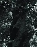 Araçá-Piranga by Valdir Cruz, 2009, fotografia, offered Mar 2016