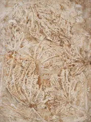 Folhas by Frans Krajcberg, relevo sobre papel moldado, offered Mar 2016