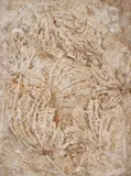 Folhas by Frans Krajcberg, relevo sobre papel moldado, offered Mar 2016