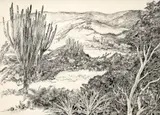 Roberto Burle Marx, Restinga, nanquim sobre papel vegetal