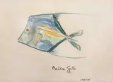Carybé, Peixe Gallo
