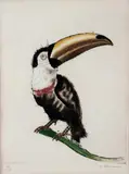 Candido Portinari, Tucano, 1942, gravura ponta-seca sobre papel