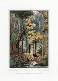 Thomas Ender, SELVA SULLA SUMMITA DEL CORCOVADO